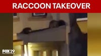 Raccoon family takes over abandoned Kensington row home, neighbors urge city action