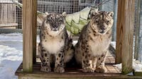 Cape May County Zoo mourns loss of snow leopards