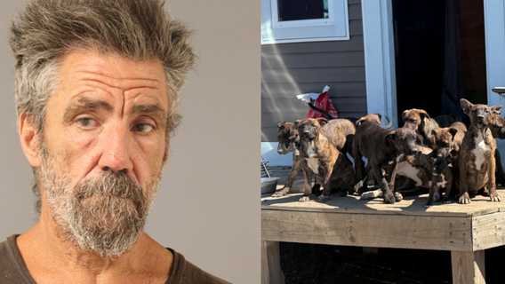 19 dogs rescued from 'inhumane' conditions in Delaware, owner charged