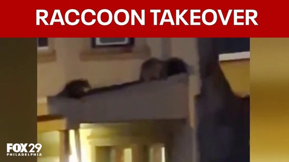Raccoon family takes over abandoned Kensington row home, neighbors urge city action