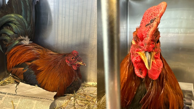 25 arrested, dozens of birds recovered in suspected cockfighting ring in Chester: SPCA