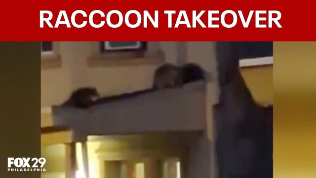 Raccoon family takes over abandoned Kensington row home, neighbors urge city action