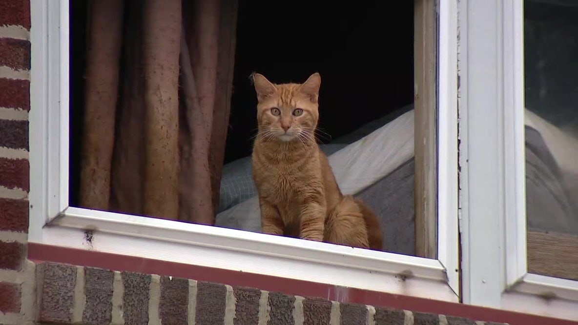 38 cats removed from Philadelphia home were 2 kids were rescued from 'unsafe and uninhabitable' conditions
