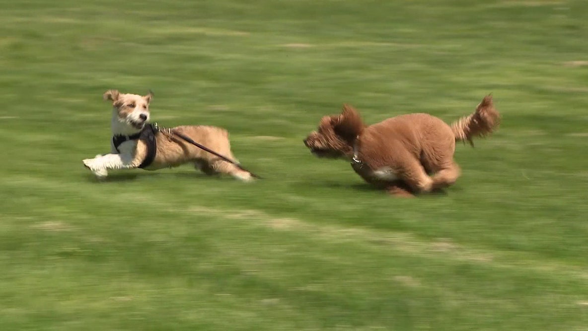 Philadelphia vet urges pet owners to limit outdoor time during poor air quality