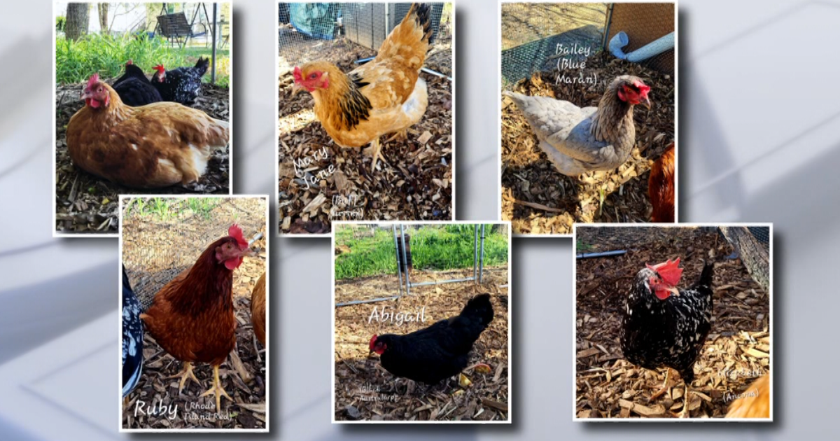 Penndel land ordinance forces resident to remove emotional support chickens