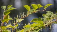 One of Pennsylvania’s toughest invasive plants: What Japanese knotweed looks like