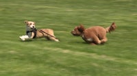Philadelphia vet urges pet owners to limit outdoor time during poor air quality