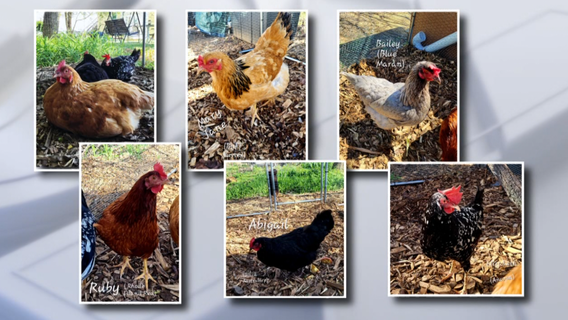 Penndel land ordinance forces resident to remove emotional support chickens