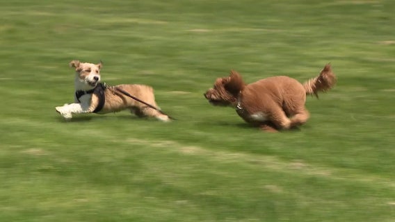 Philadelphia vet urges pet owners to limit outdoor time during poor air quality