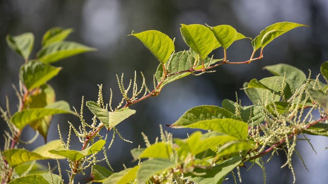 One of Pennsylvania’s toughest invasive plants: What Japanese knotweed looks like