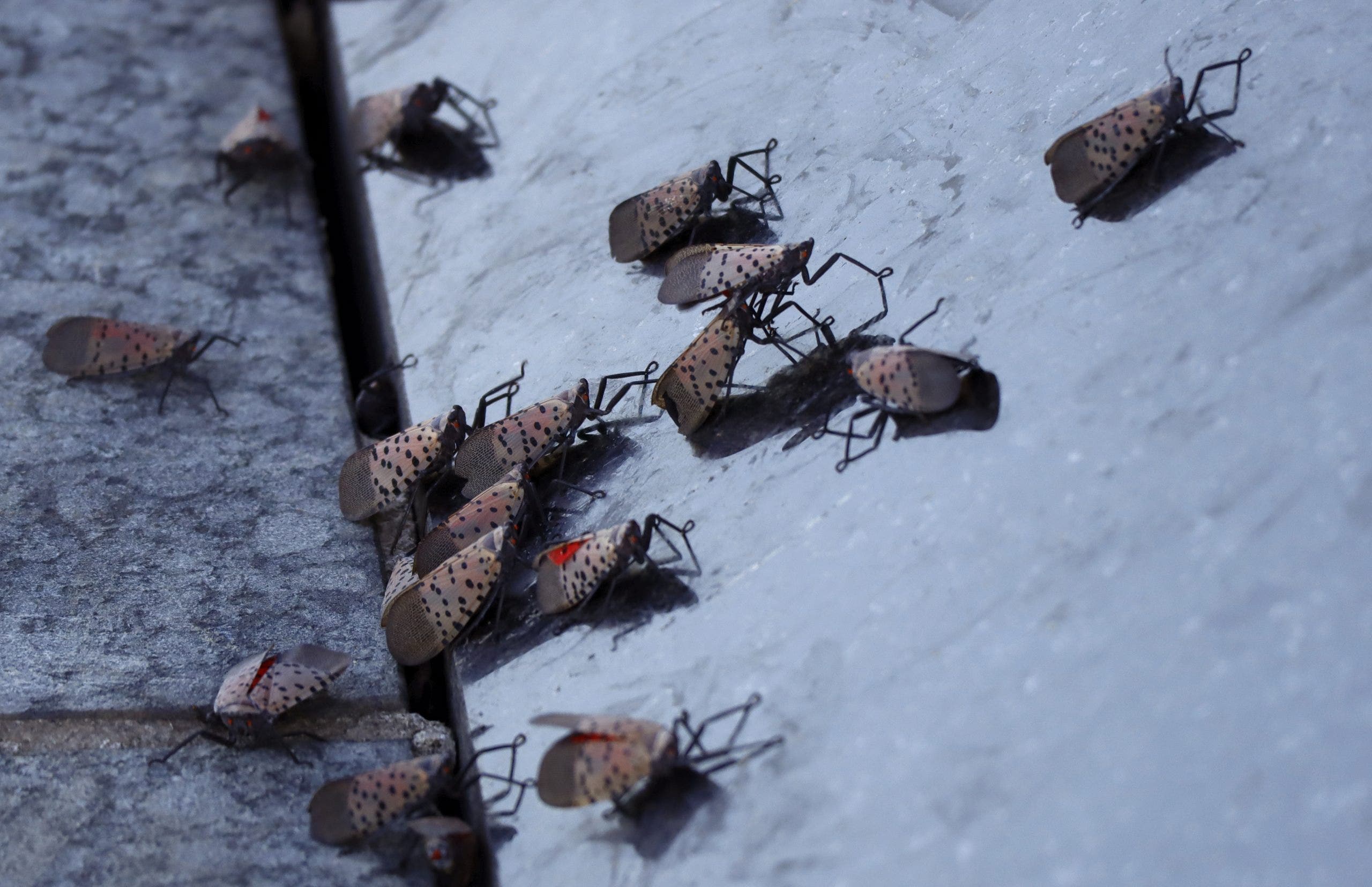 Why spotted lanternflies remain a threat to Pennsylvania’s trees, crops and economy