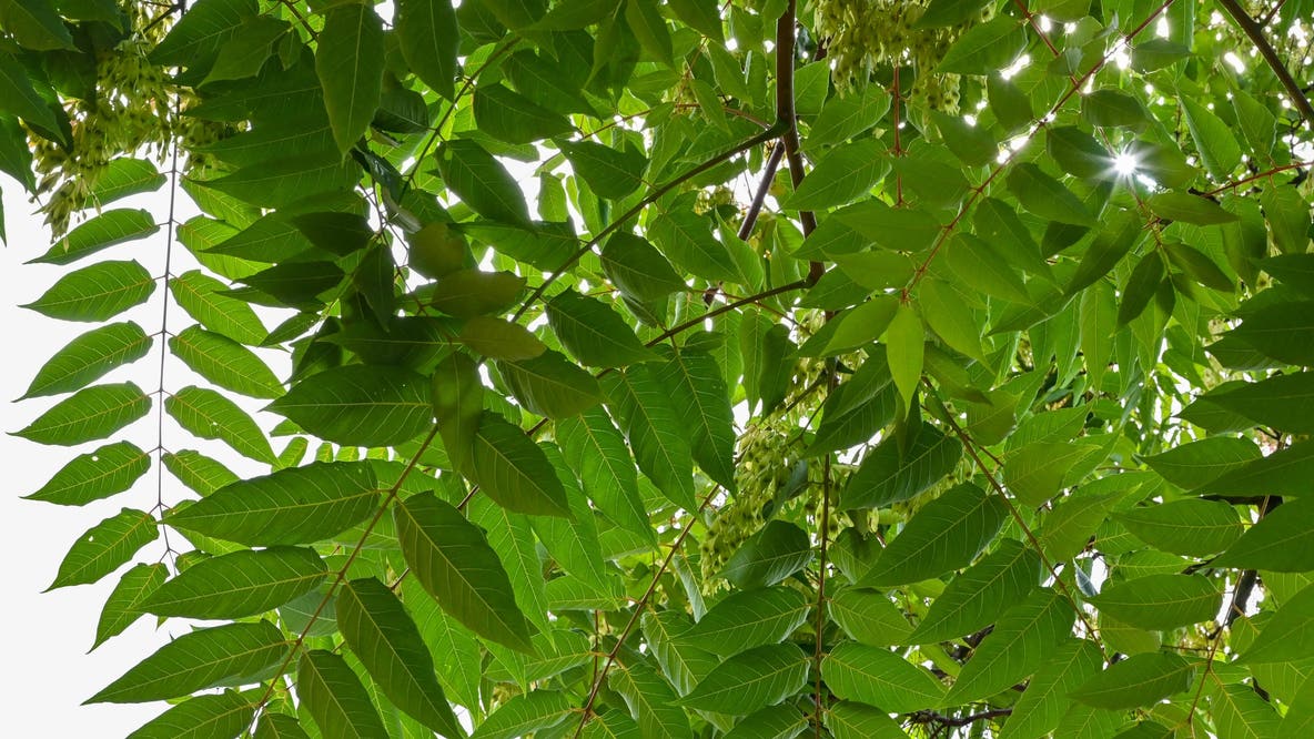 Tree-of-heaven is a spotted lanternfly magnet. Here’s why you shouldn’t just cut it down
