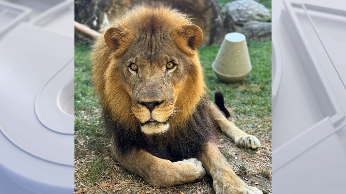 Makini, Philadelphia Zoo's African lion, euthanized after health struggles
