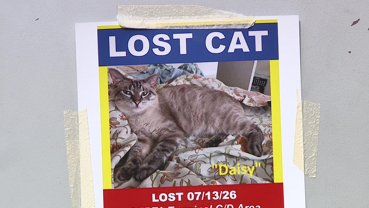 Search for missing emotional support cat continues at Philadelphia International Airport
