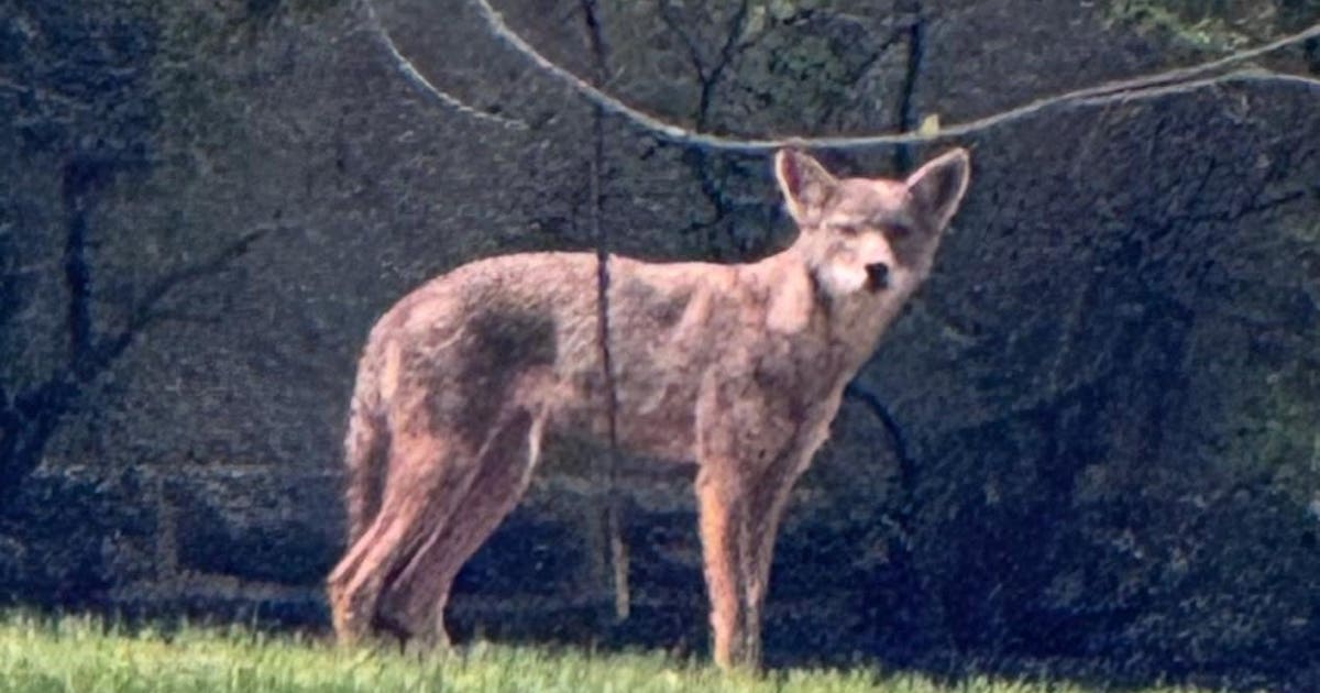 Cheltenham police warn of 'aggressive' coyote spotted in Wyncote