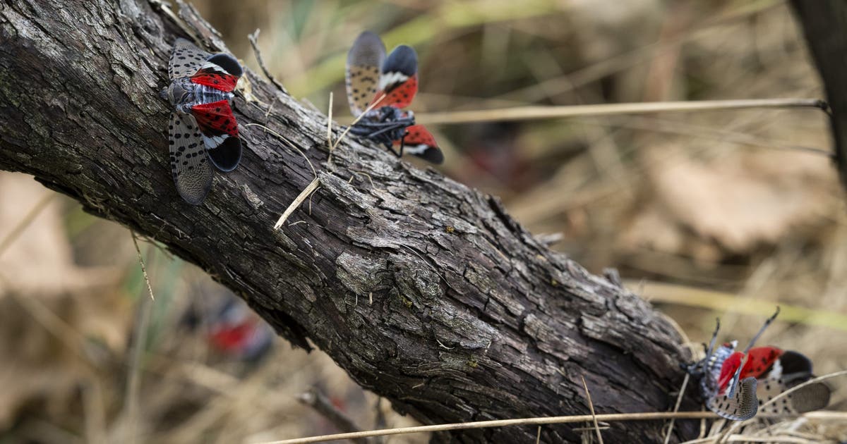Spotted lanternflies are spreading. A bipartisan bill aims to fight back