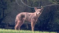 Cheltenham police warn of 'aggressive' coyote spotted in Wyncote