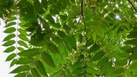 Tree-of-heaven is a spotted lanternfly magnet. Here’s why you shouldn’t just cut it down