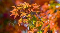 When is the first day of fall in Pennsylvania? When foliage starts to change