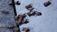 Why spotted lanternflies remain a threat to Pennsylvania’s trees, crops and economy
