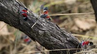 Spotted lanternflies are spreading. A bipartisan bill aims to fight back