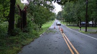 Thursday storm brings down trees, knows out power in Mullica Hill