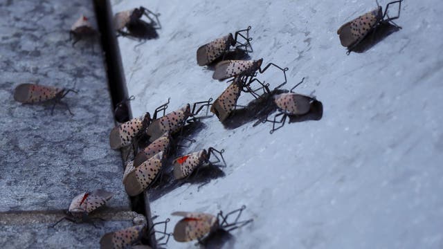 Why spotted lanternflies remain a threat to Pennsylvania’s trees, crops and economy