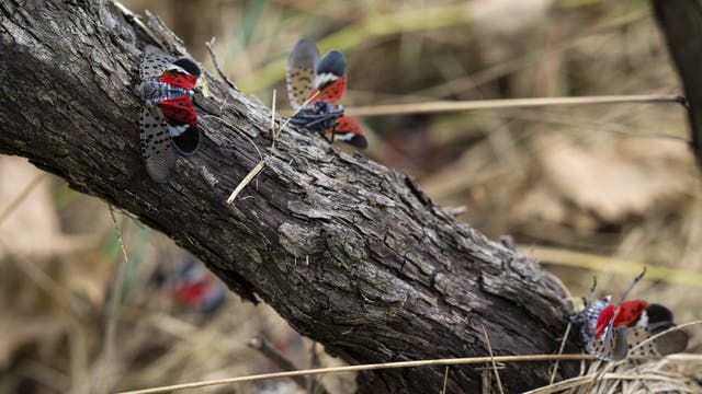 Spotted lanternflies are spreading. A bipartisan bill aims to fight back