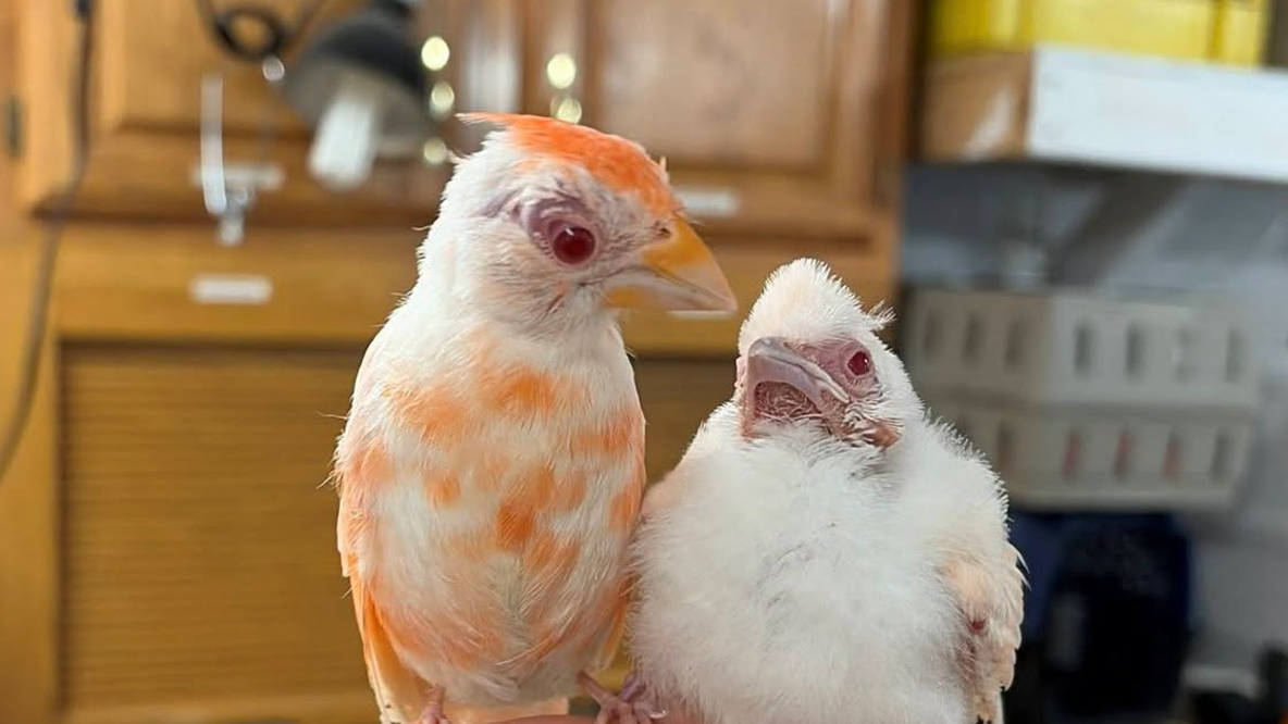 2 albino cardinals rescued in Pennsylvania: 'One of the rarest bird sightings'