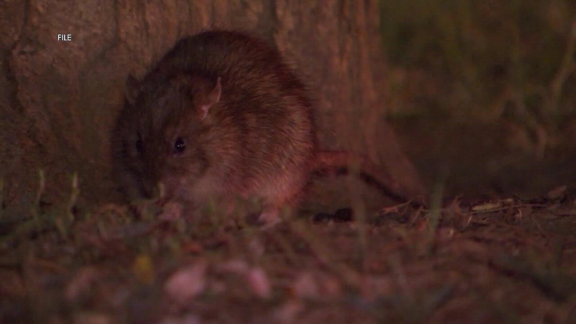 Rat birth control? PETA urges Philadelphia to use contraceptive to curb rodent problem