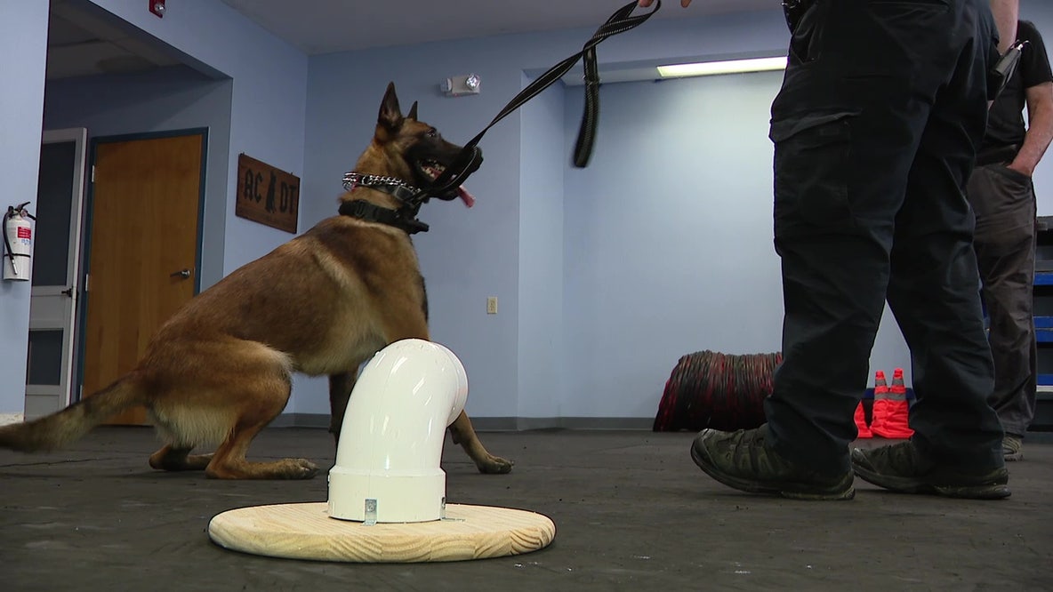 Rescue pups from Newark, North Jersey train for Burlington sheriff’s K-9 work