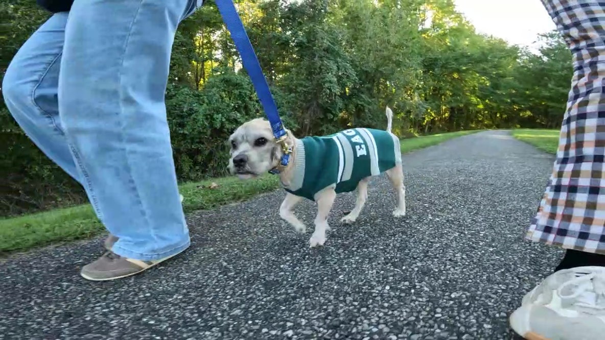 Rocky the dog recovers after being found in trash bag in Germantown