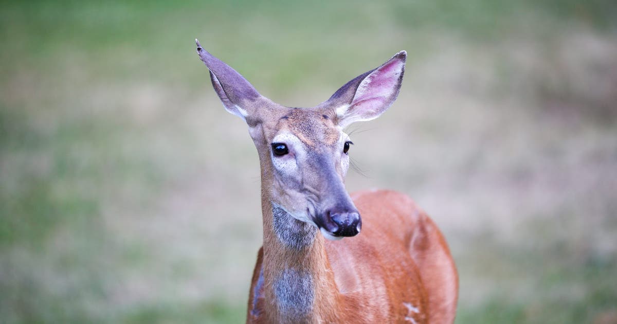 'Love Is Blind,' but deer aren't watching: New Jersey drivers warned during mating season