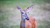 'Love Is Blind,' but deer aren't watching: New Jersey drivers warned during mating season