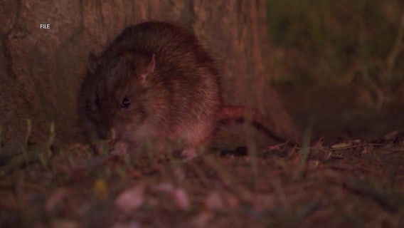 Rat birth control? PETA urges Philadelphia to use contraceptive to curb rodent problem