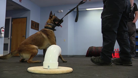 Rescue pups from Newark, North Jersey train for Burlington sheriff’s K-9 work