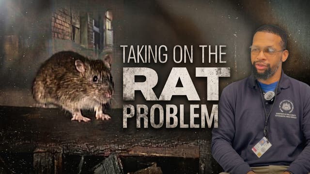 Philadelphia appoints first Rat Abatement Manager, launches response in Northeast