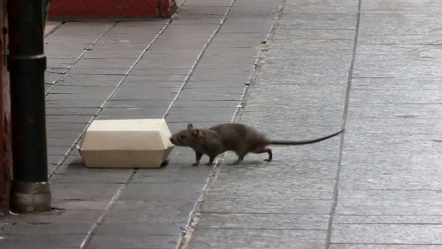 New ranking reveals which cities have worst rat, mice problems: Here's where Philadelphia ranks