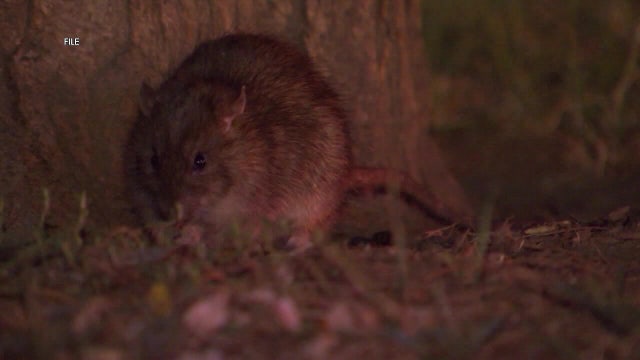 Rat birth control? PETA urges Philadelphia to use contraceptive to curb rodent problem