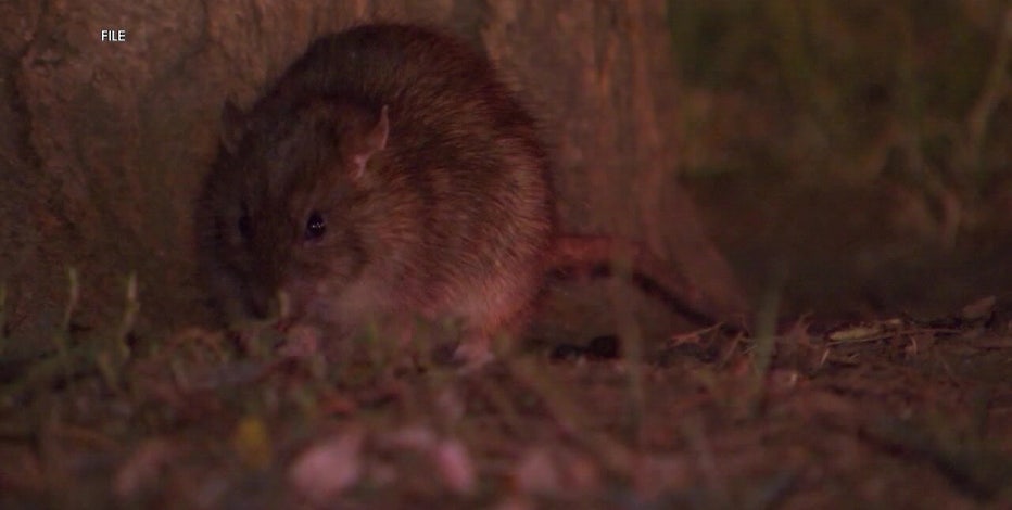 Rat birth control? PETA urges Philadelphia to use contraceptive to curb rodent problem