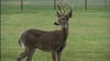 Michigan hunters required to report killed deer to the DNR this season