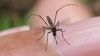 West Nile Virus detected in mosquitoes near Grand Rapids