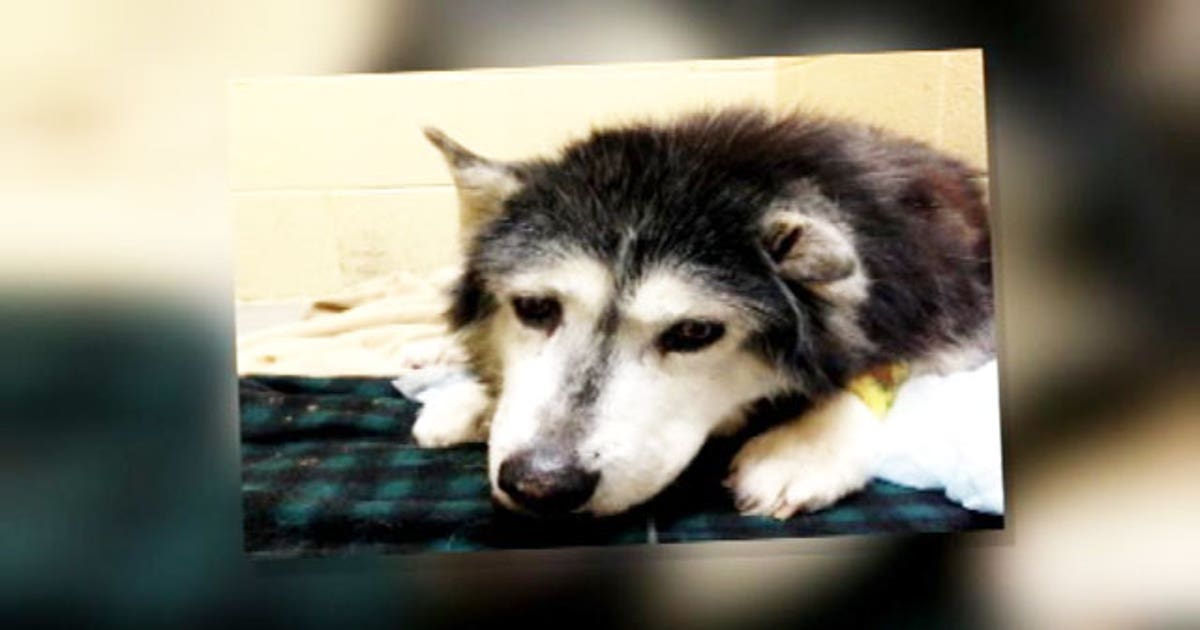Dog reunited with owner after a month thanks to animal haven | FOX 2 ...