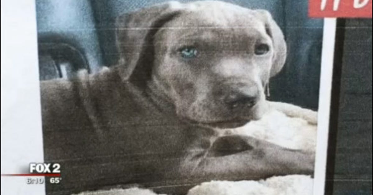 Roseville family wants their missing dog returned | FOX 2 Detroit