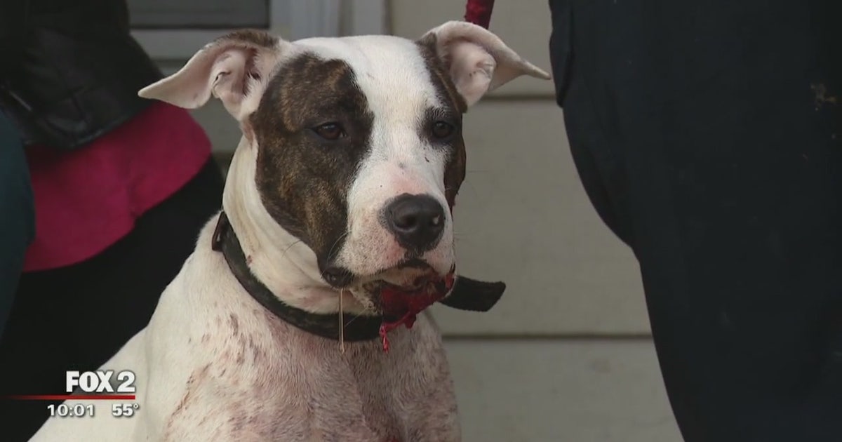 9-year-old traumatized after Detroit Police officer shoots his dog in ...