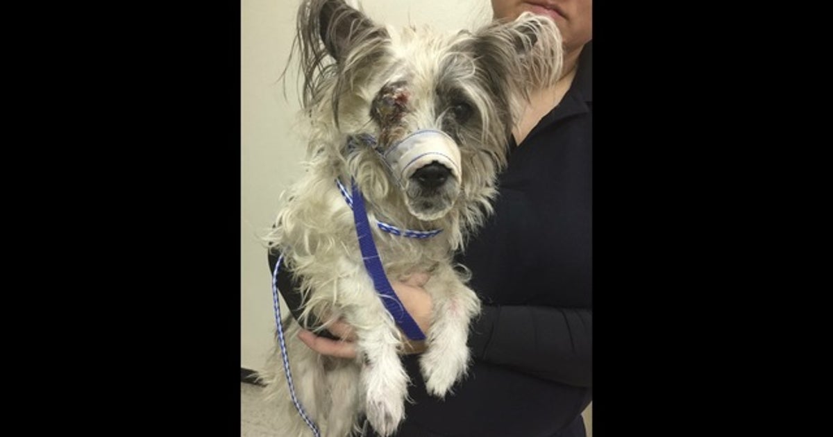 DDR needs help in locating owners of dog found abandoned | FOX 2 Detroit