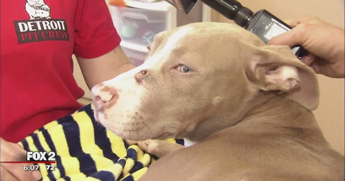 Dog found shot in the face in Detroit recovering after surgery | FOX 2 ...