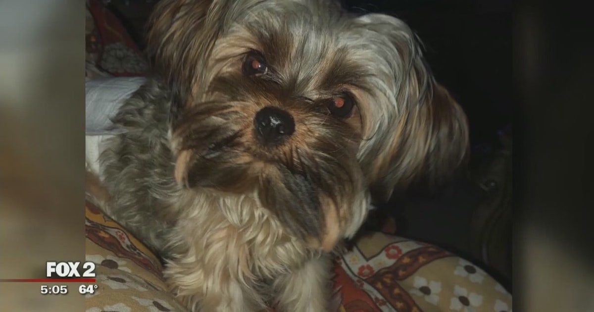Farmington Hills police fight to find therapy dog stolen from boy with ...