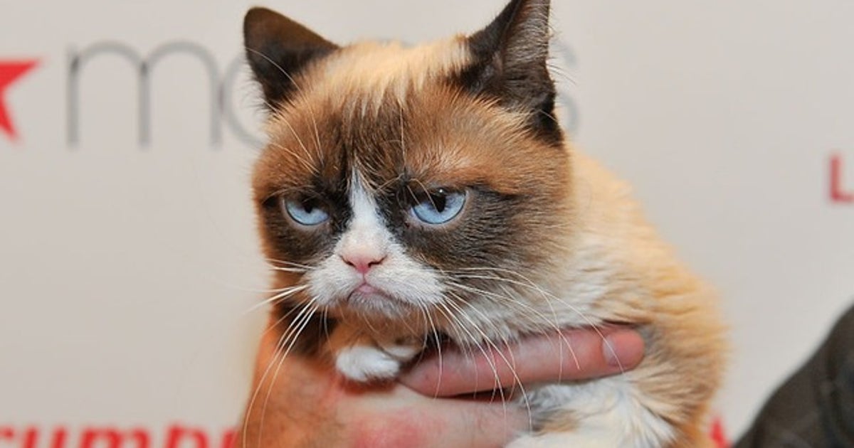 Internet sensation 'Grumpy Cat' dies at age 7 | FOX 2 Detroit