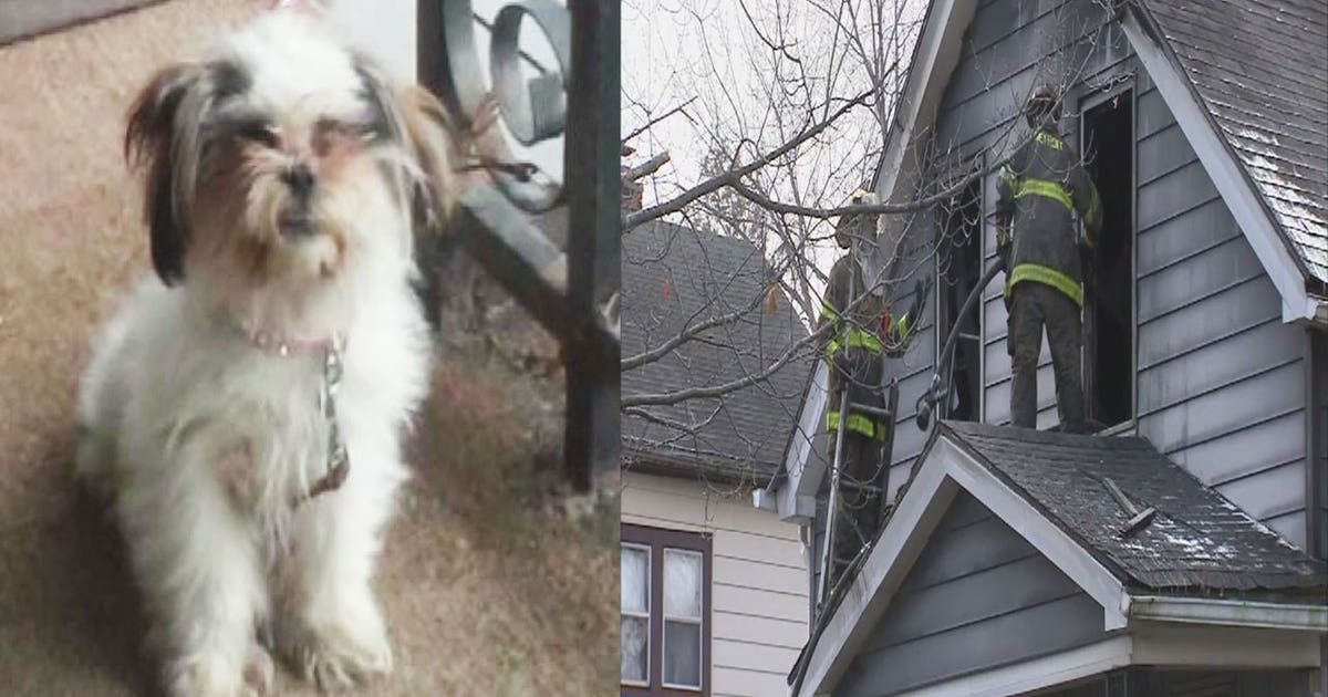 Firefighters save family dog during house blaze | FOX 2 Detroit
